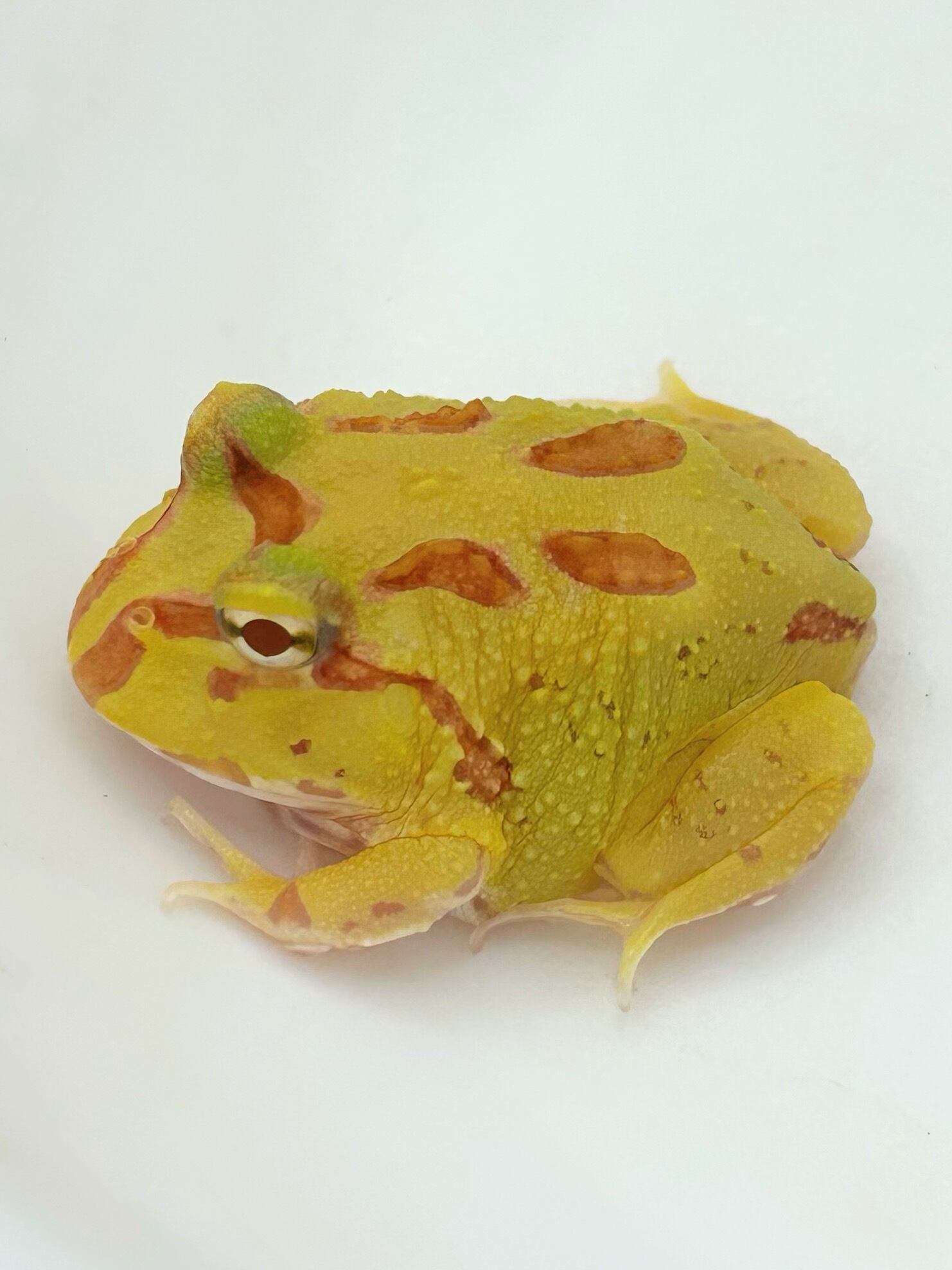 クランウェルツノガエル アルビノ① 1匹 | まるころ商店〜まるくて
