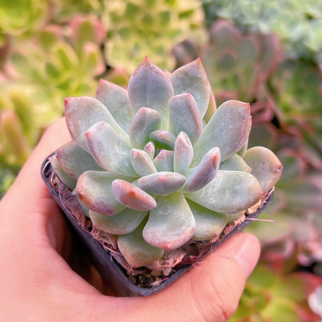パリダム抜き苗全て （多肉植物 セダム 斑入りパリダム 30カット 