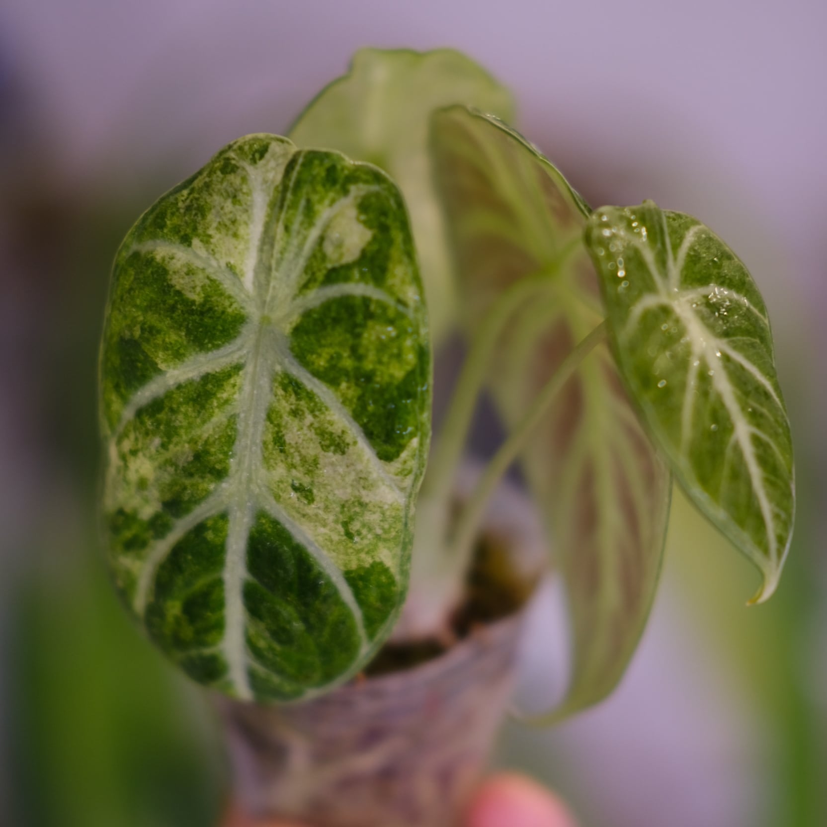 Alocasia Black Velvet Pink Albo②│アロカシア Alocasia Black Velvet Pink Albo②│アロカシア ブラックベルベット