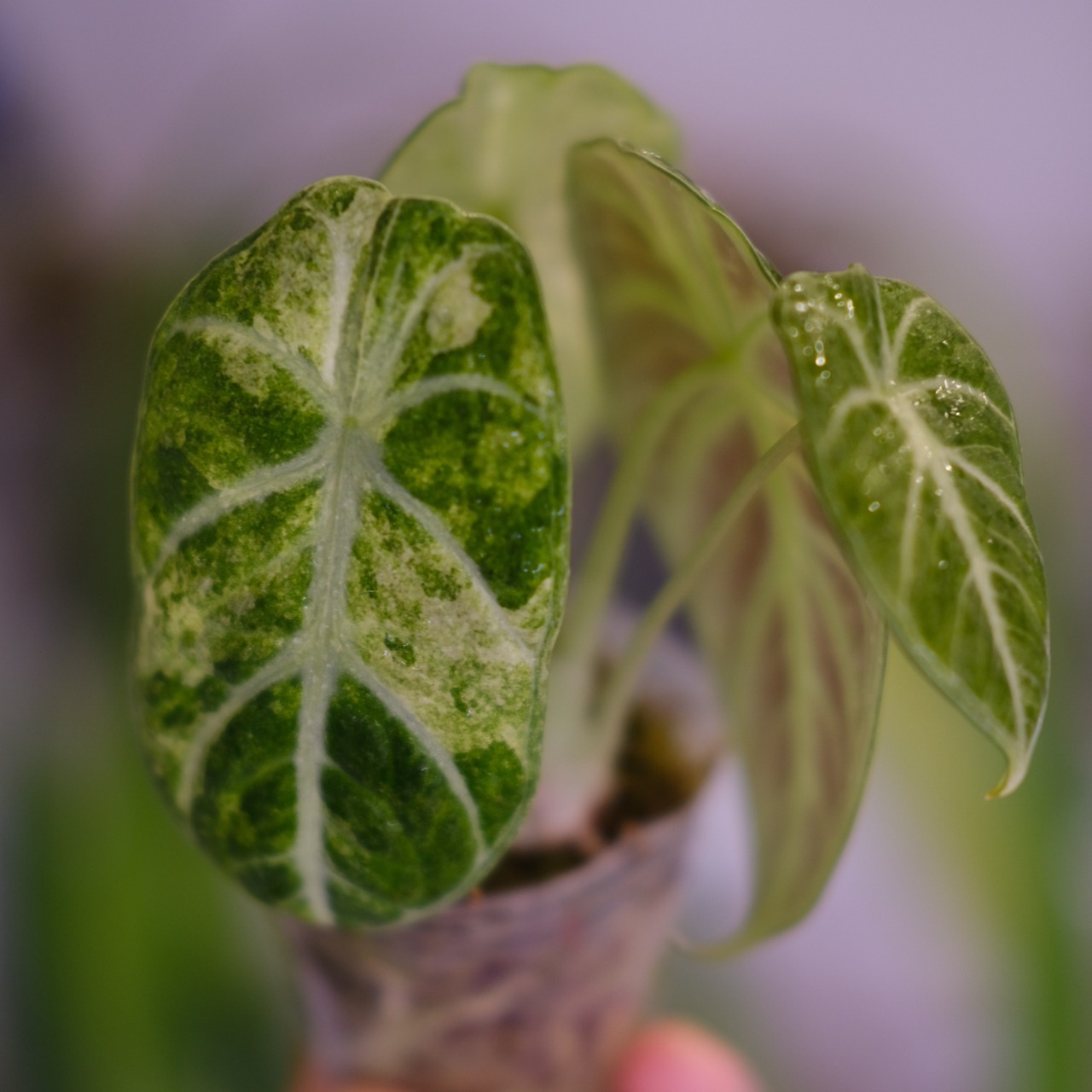 Alocasia Ninja Tricolor│アロカシア ニンジャ 斑入③│観葉植物