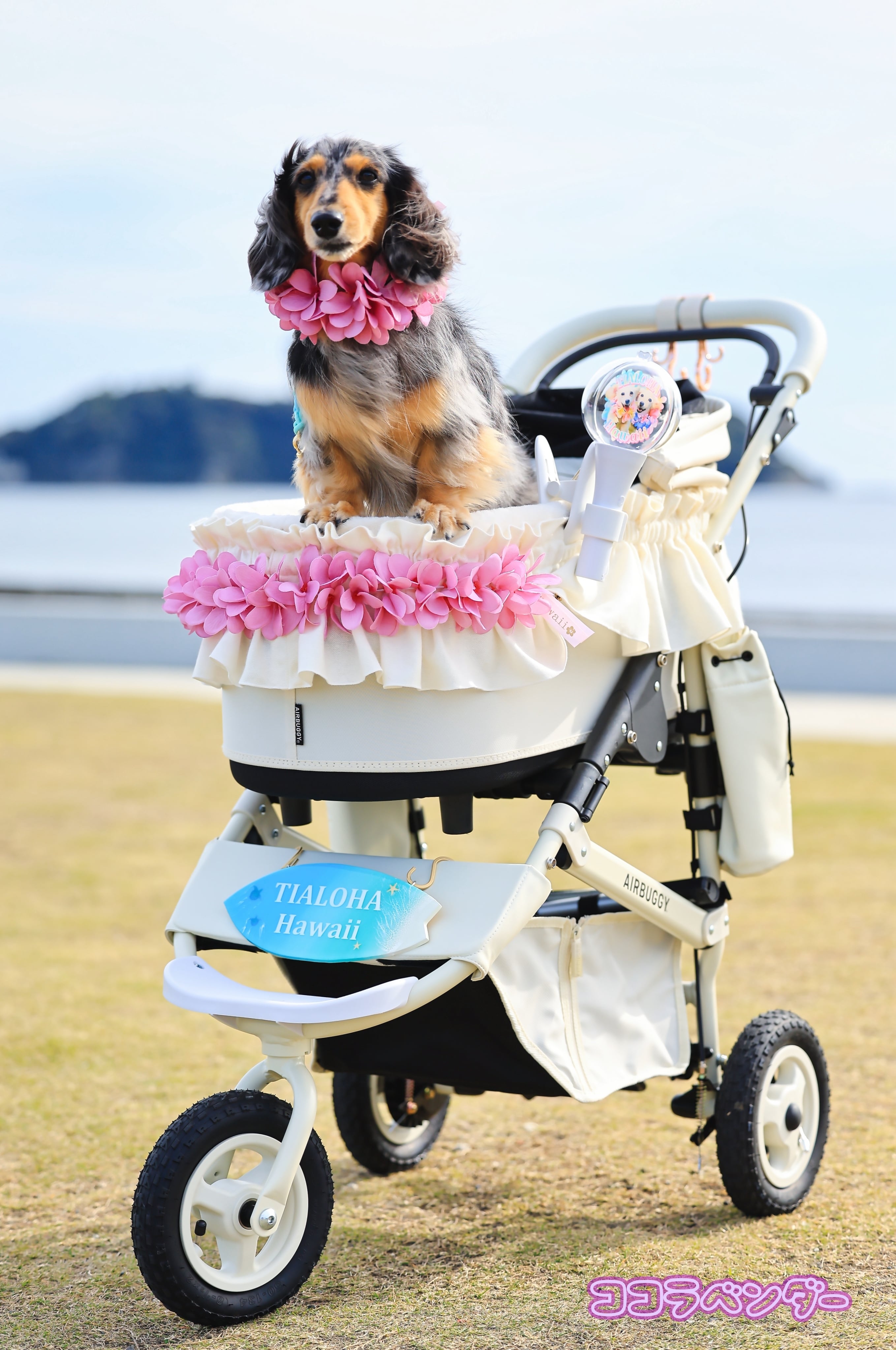 ココラベンダー