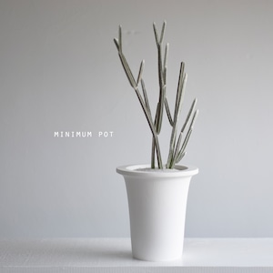 minimum pot（セイリギア・フンベルティ）