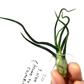 チランジア ブルボーサ f.alba Takiz (Humo to pejibaye. CostaRica 1350m)【664】