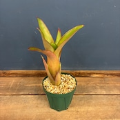 【新着3日限定10%OFF】ネオレゲリア エルトニアナ【1057】