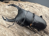 【WD】《ミンダナオパリーオオクワ キダパワン産 60mm A’品ペア》