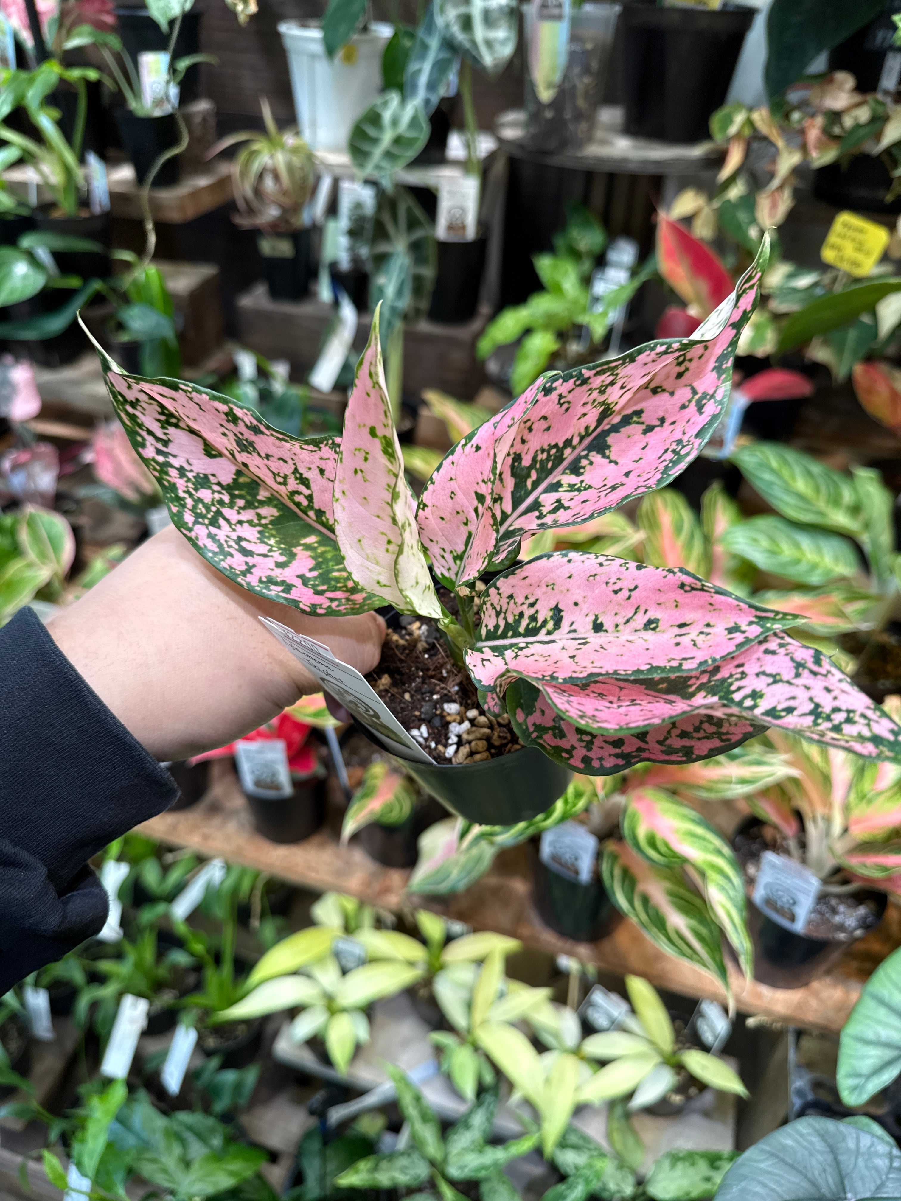 サンスベリア キルキー'クレオパトラ' | Gardenえん 【観葉熱帯植物】