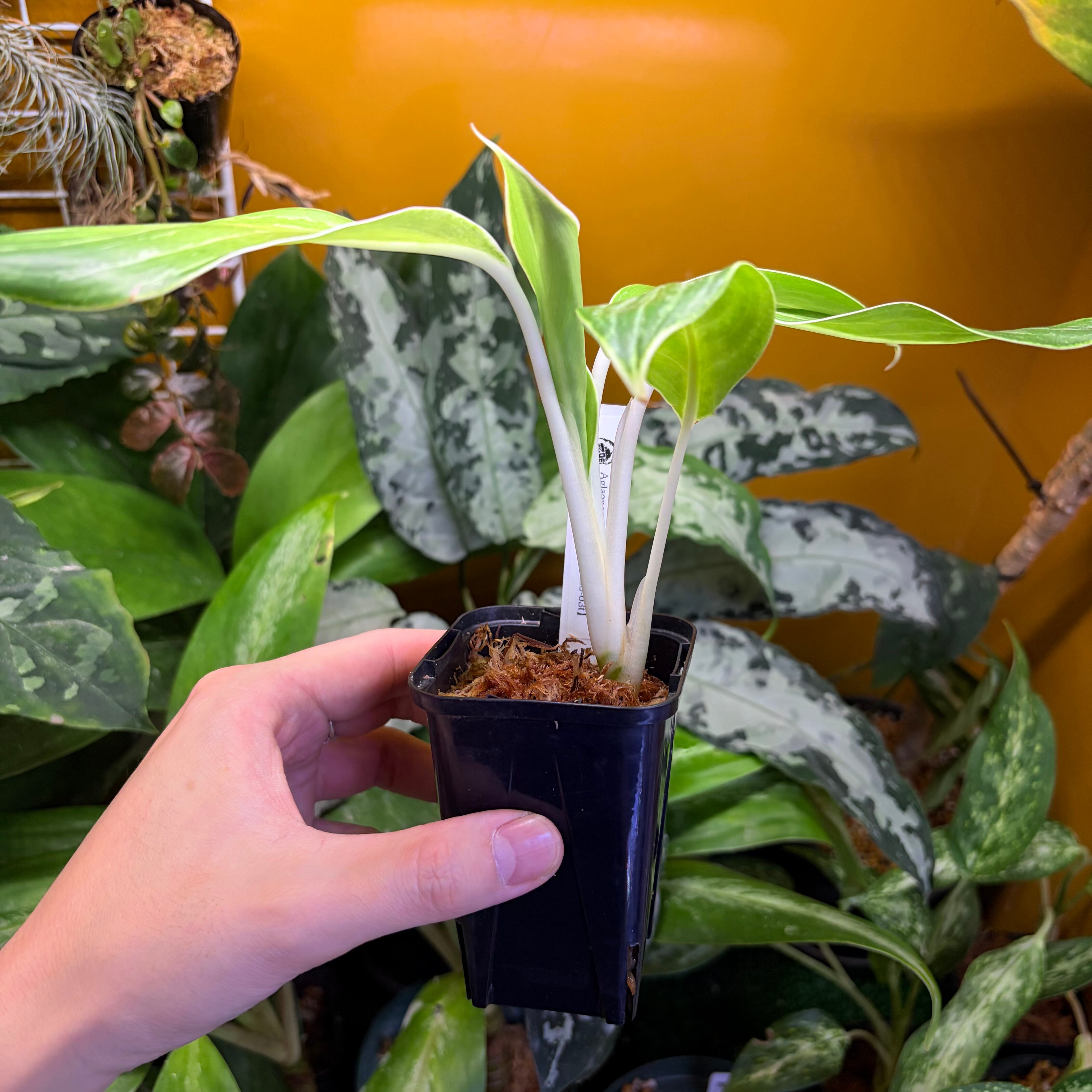 Aglaonema nitidum 'White Stem' Phatthalung 【ZOE0626-03t
