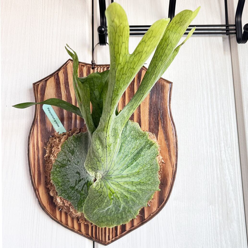 ビカクシダ グランデ 板付 【観葉植物 壁掛け コウモリラン