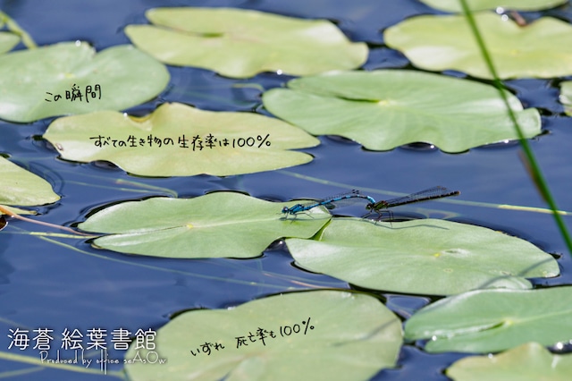 【ポストカード】この瞬間すべての生き物の生存率は100％いずれ死亡率も100％【ふぉと言葉】