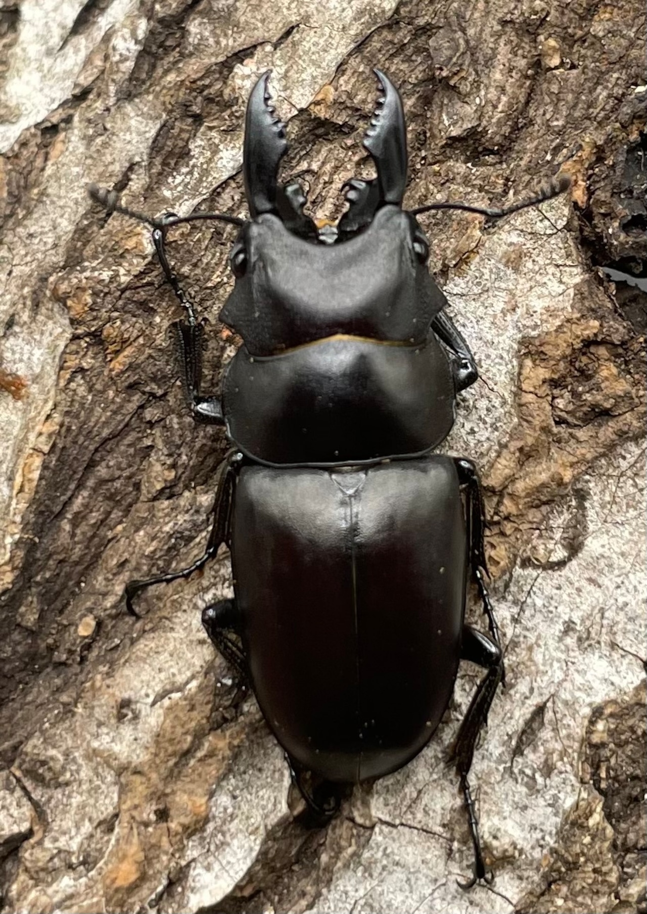 【WD】《オーエンノコギリクワガタ中国亜種melli 33.5mm ペア》