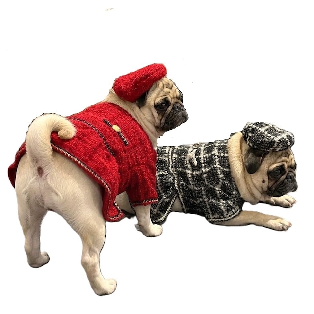 Dog wear  -formal skirt-　　r-item-0531
