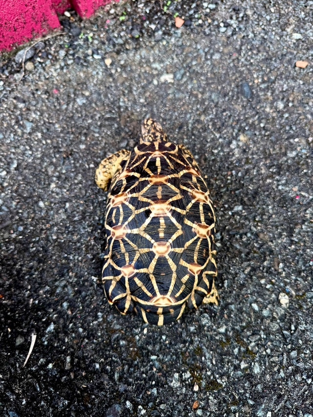 インドホシガメ