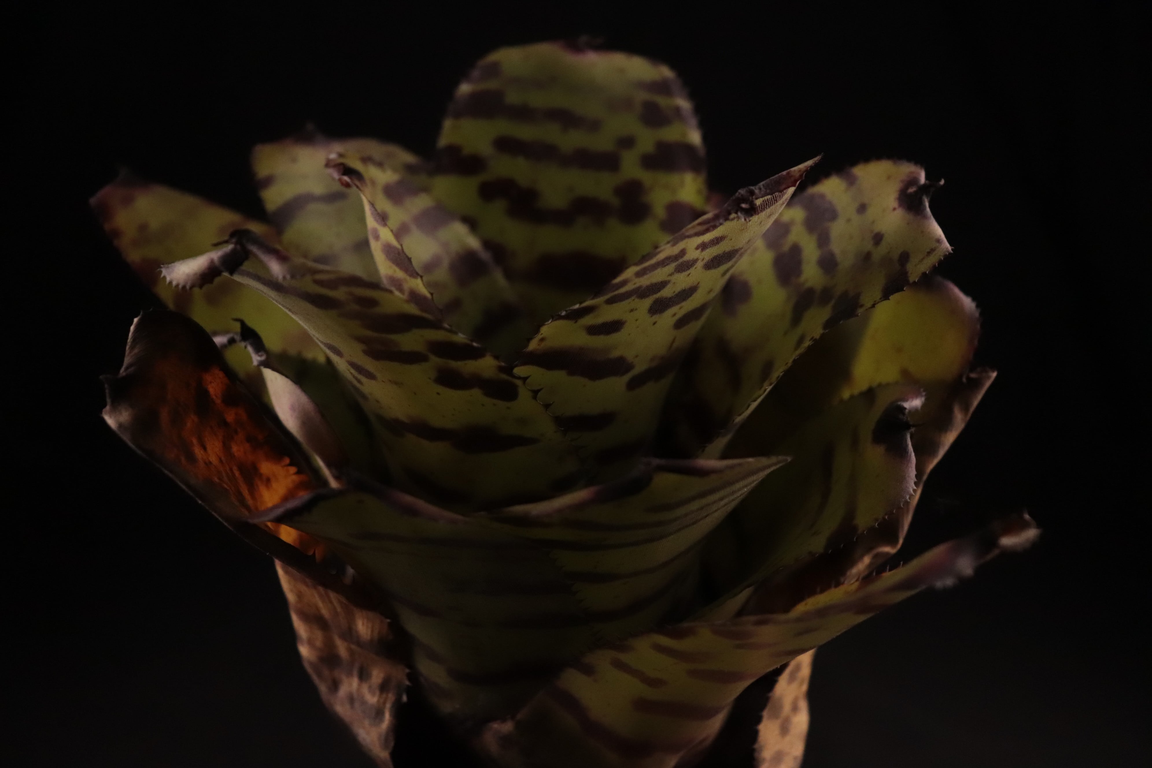 送料無料】Neoregelia 'Norman Bates' x 'Blushing Tiger