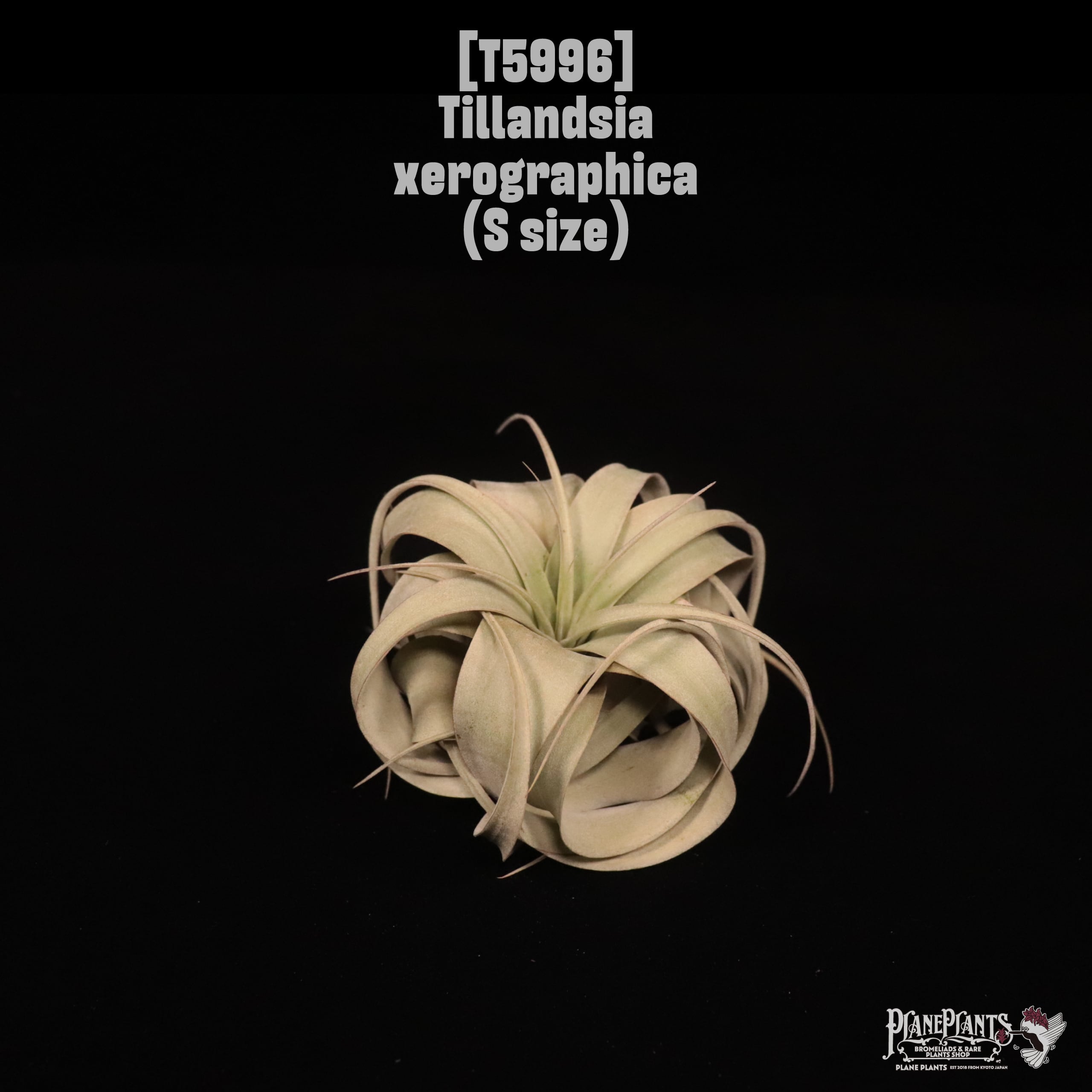 Tillandsia xerographica S〔ティランジア〕T5996