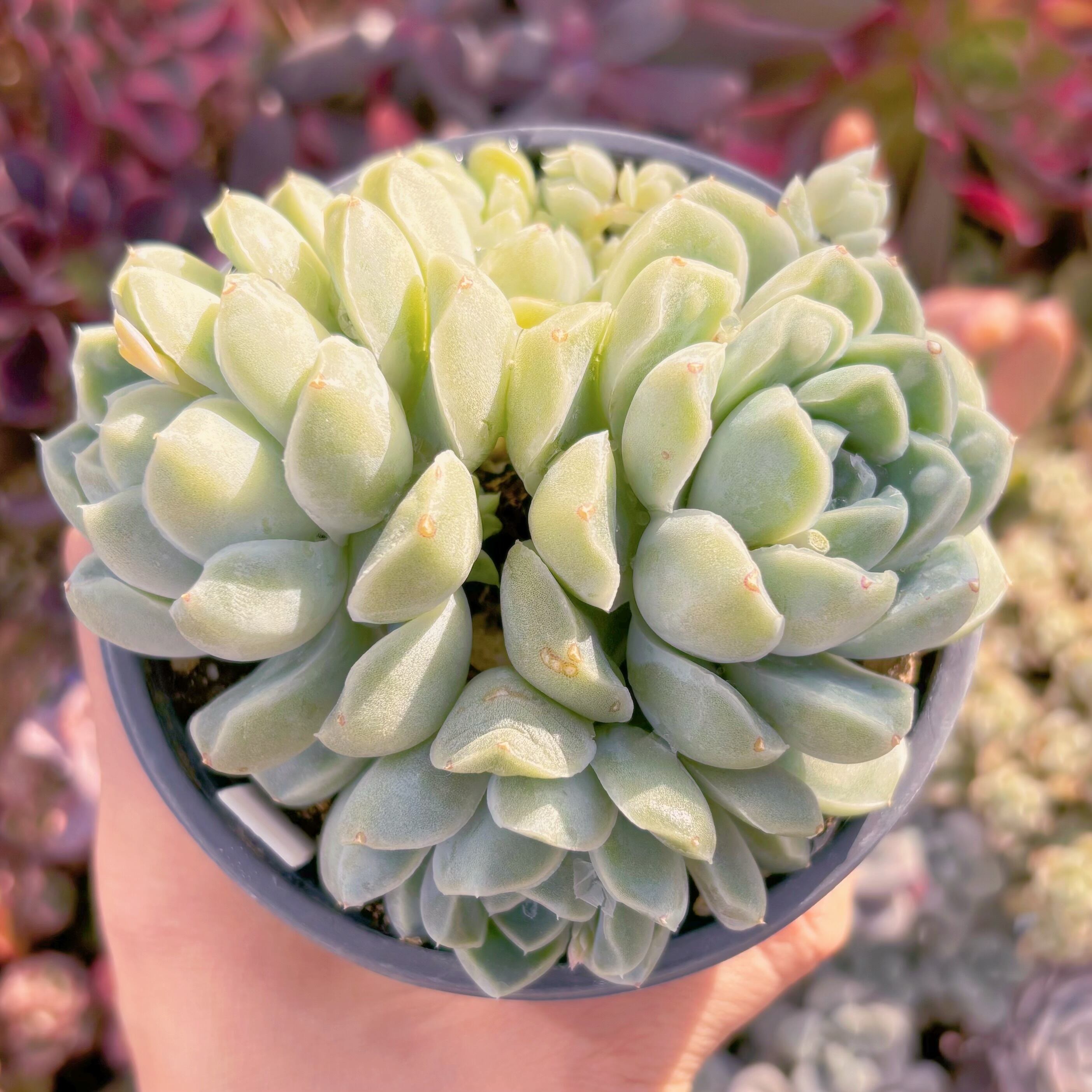 現品　Dodoli#530　新入荷　るる農園