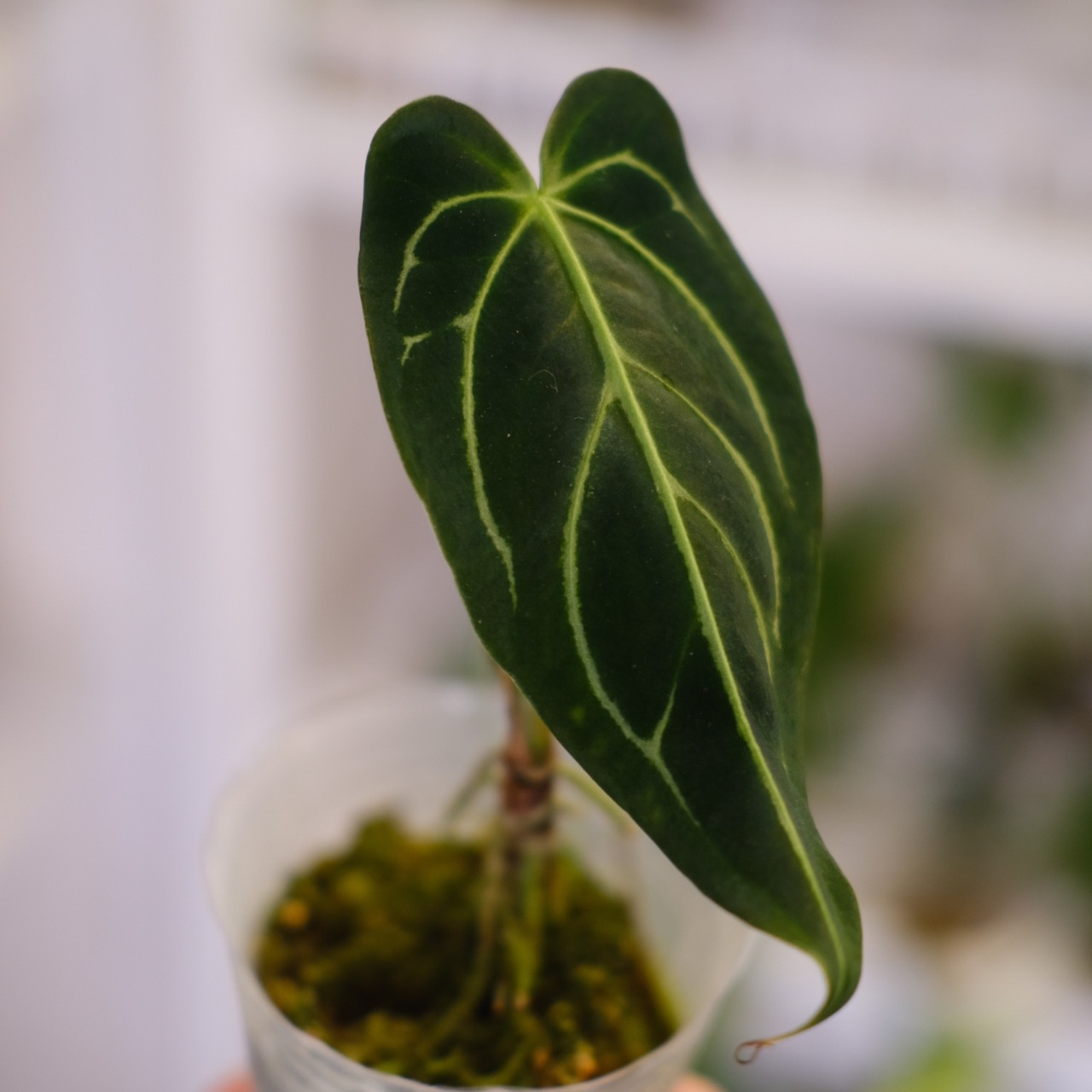 アンスリウム・レガレ / Anthurium Regale㉓│観葉植物