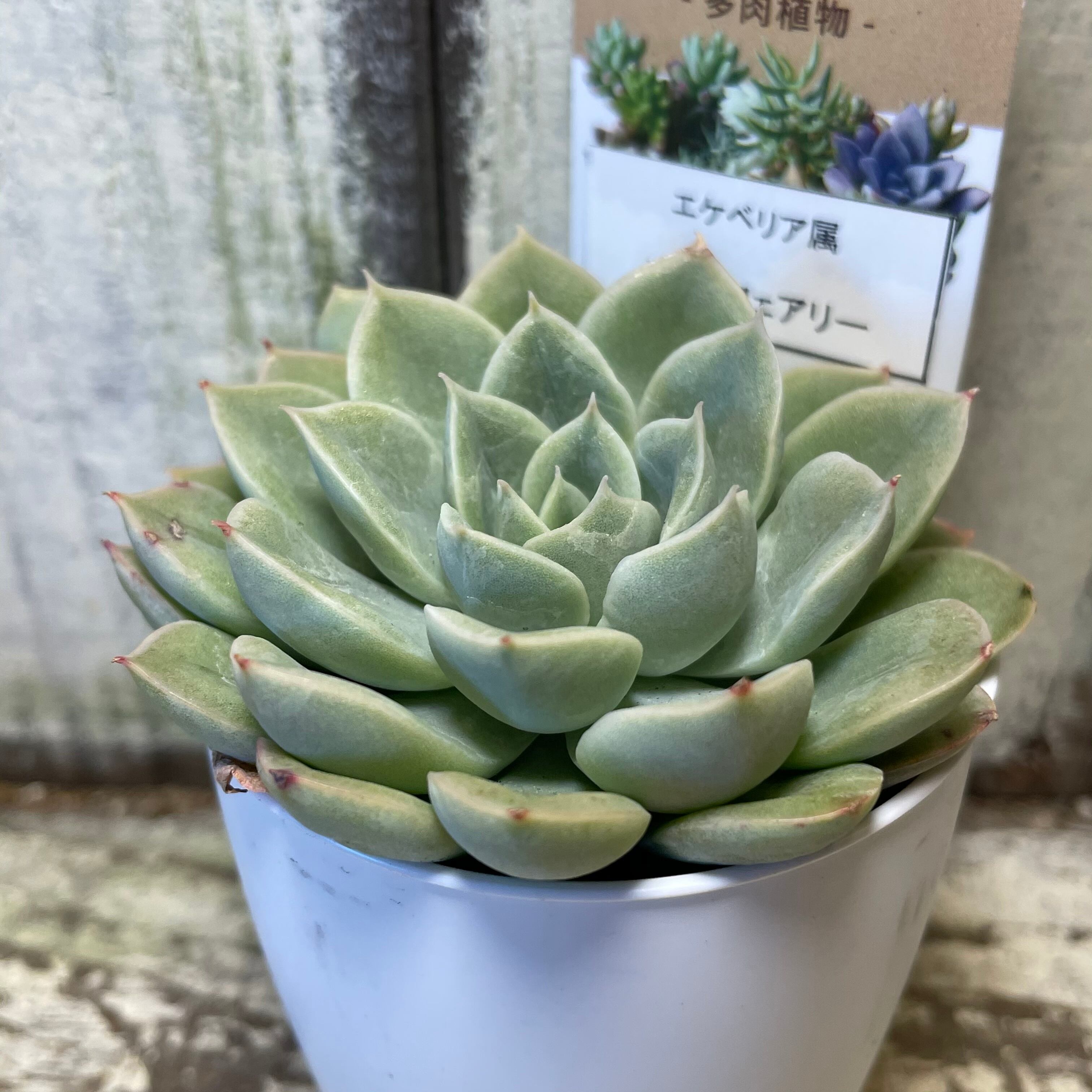 ムーンフェアリー Rupo 多肉植物専門店