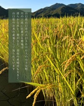 凛々米 3kg 風呂敷包み