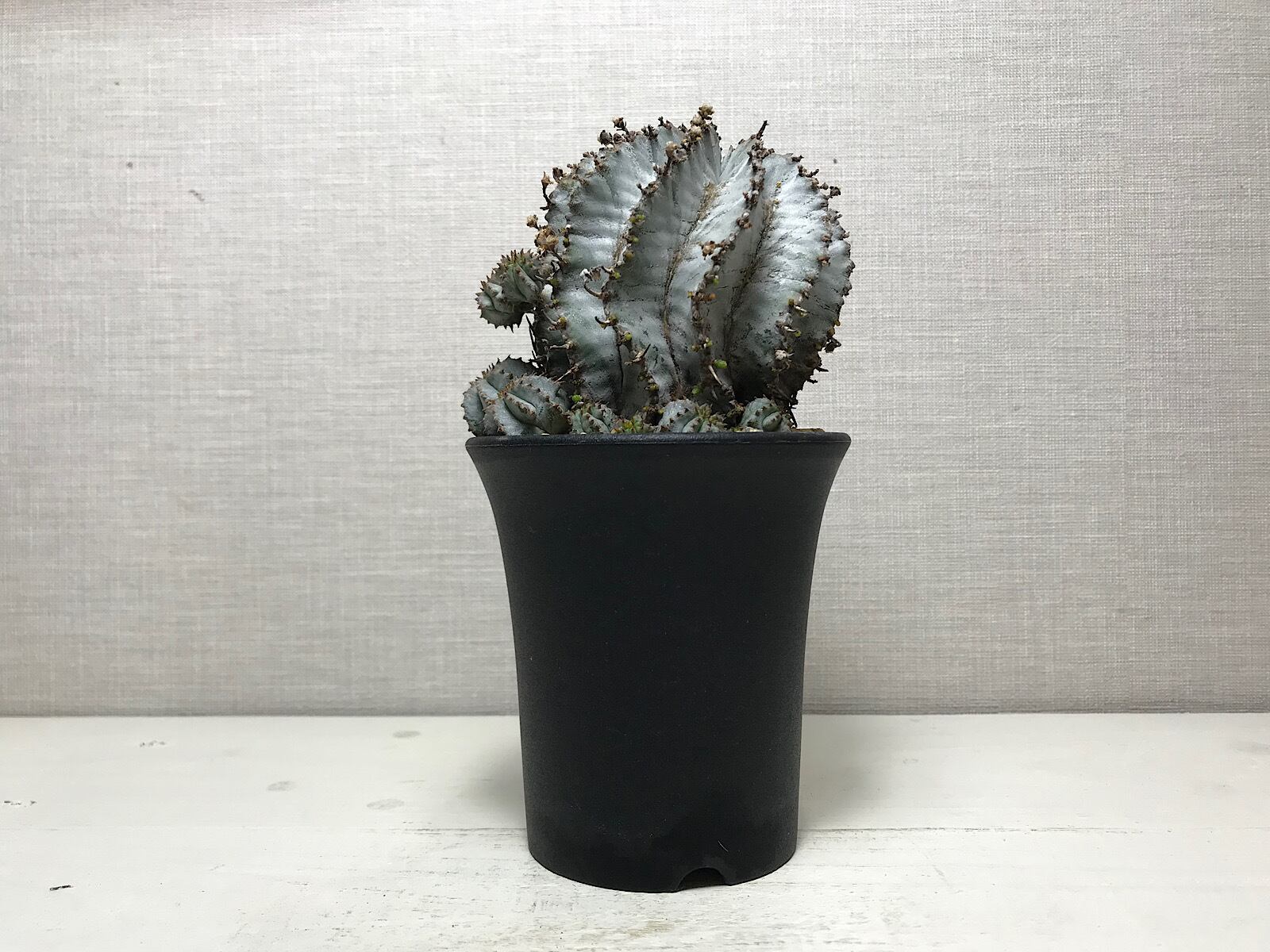 ユーフォルビア ホリダ