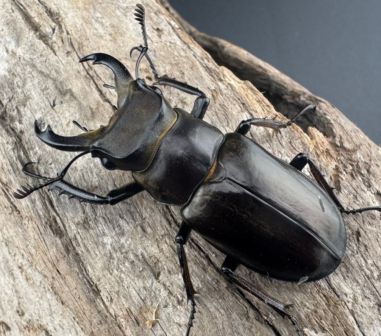 《ランミヤマ Free ♂♂♀トリオ》ブリーダー様委託個体