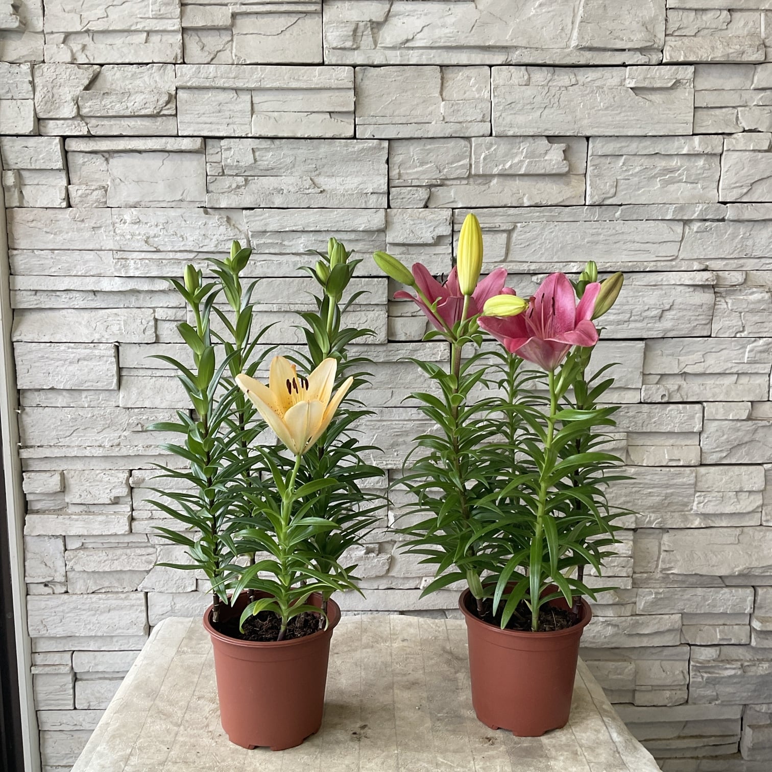 花苗 | 橋本種苗園