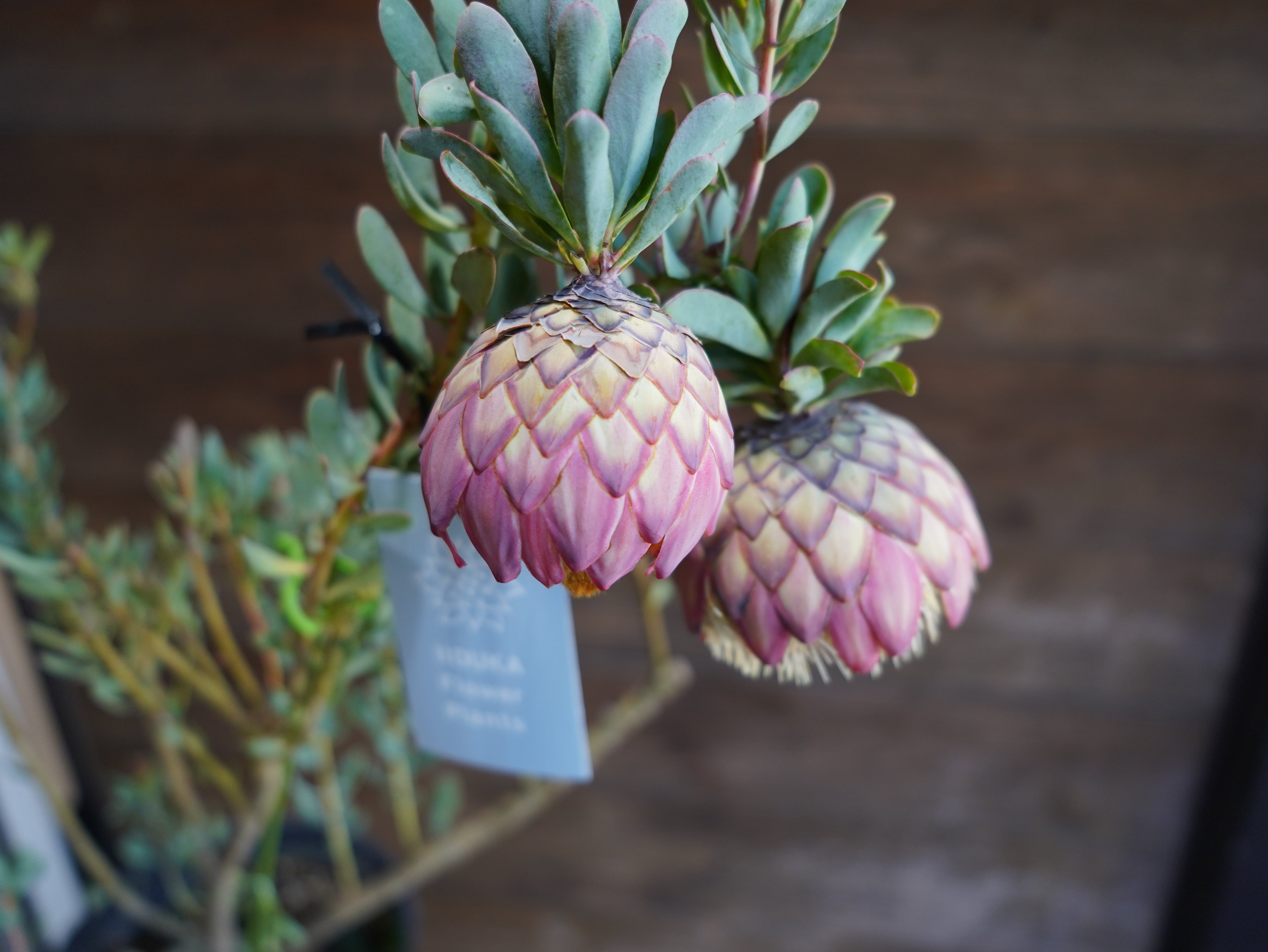 【現物】プロテア "サルフレア"