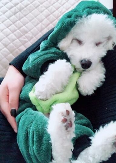 ドッグ 犬 小型犬 室内着 コスチューム コスプレ つなぎ パーカー スリム 襟付き 袖付き もこもこ ぬくぬく 一体型 ふわふわ キャラクター かわいい おしゃれ かっこいい ラフ ボーイッシュ 個性的 主役級 存在感 キュート アメリカン シンプル 無地 秋 冬 ハロウィン クリスマス 秋服 冬服 男の子 女の子 成犬 お出かけ パーティー イベント 休日 室内 おうち コーデ 暖かい インスタ映え XS S M L XL 2XL