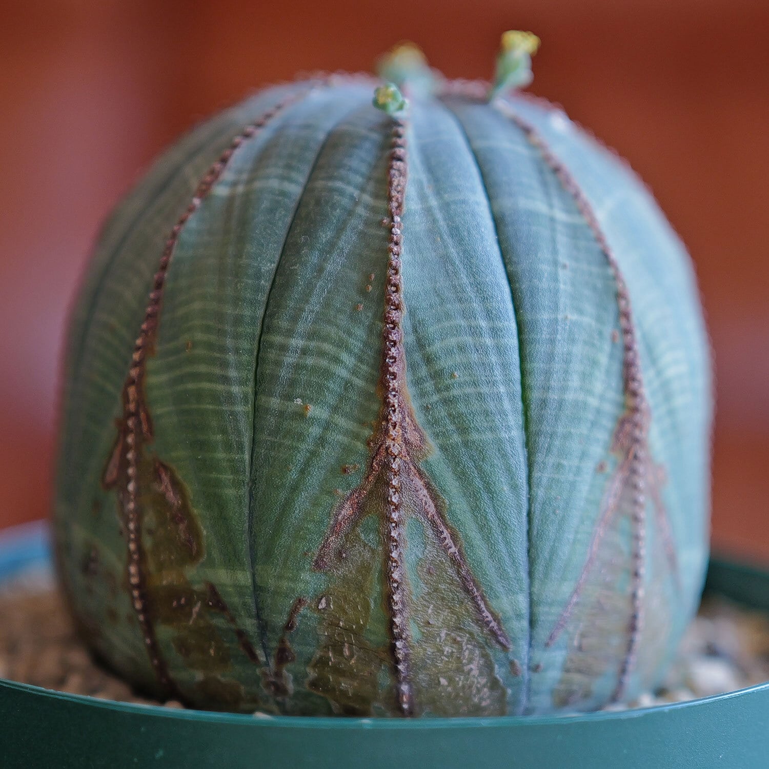 オベサ 激ヤバ木質化 白質 小型 コレクション株 オベサ 激ヤバ木質化