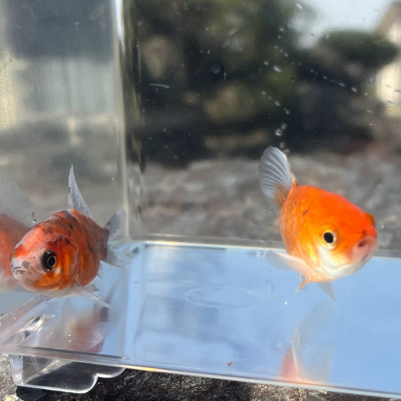 （金魚）国産　銀鱗キャリコ和金　フナ尾　東川養魚場産　（1匹）【生体】