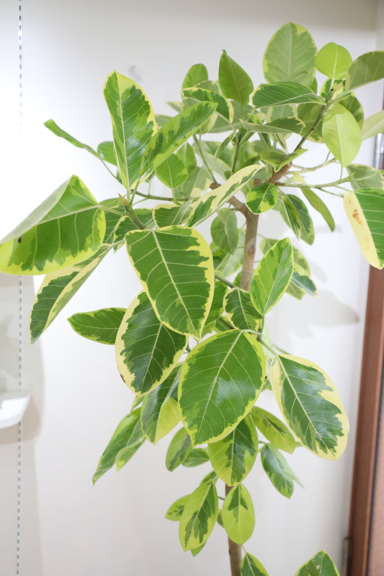 L/177cm】フィカス アルテシマ/Ficus Altissima ※鉢カバー別 | 【厳選