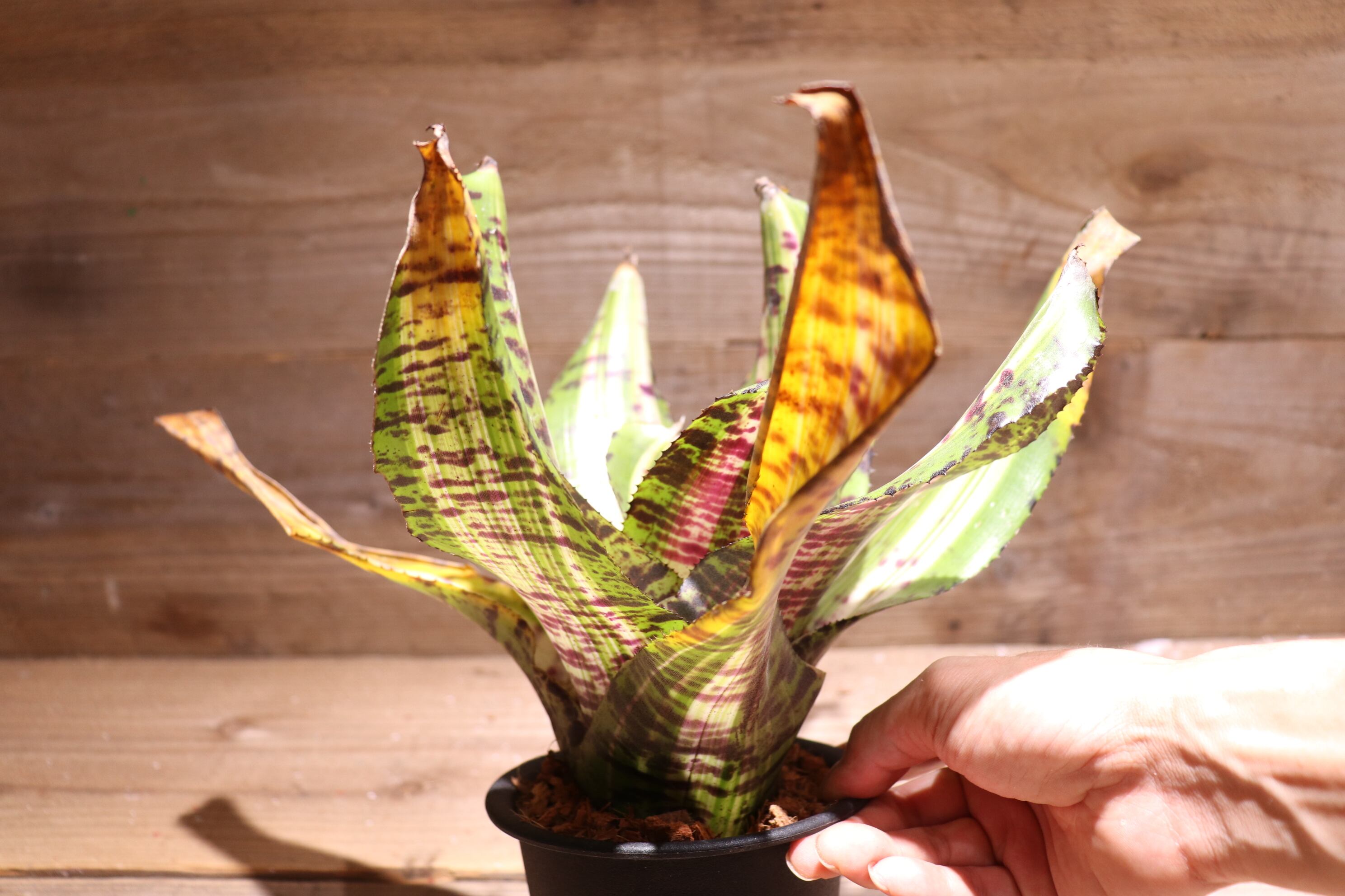 送料無料】Neoregelia 'Snake Charmer'〔ネオレゲリア〕現品発送