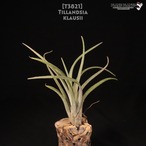 【送料無料】klausii〔エアプランツ〕現品発送T3821