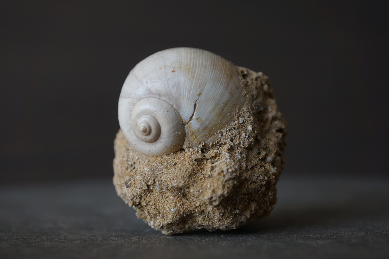 フランス産巻貝化石 Natica sp. 1531