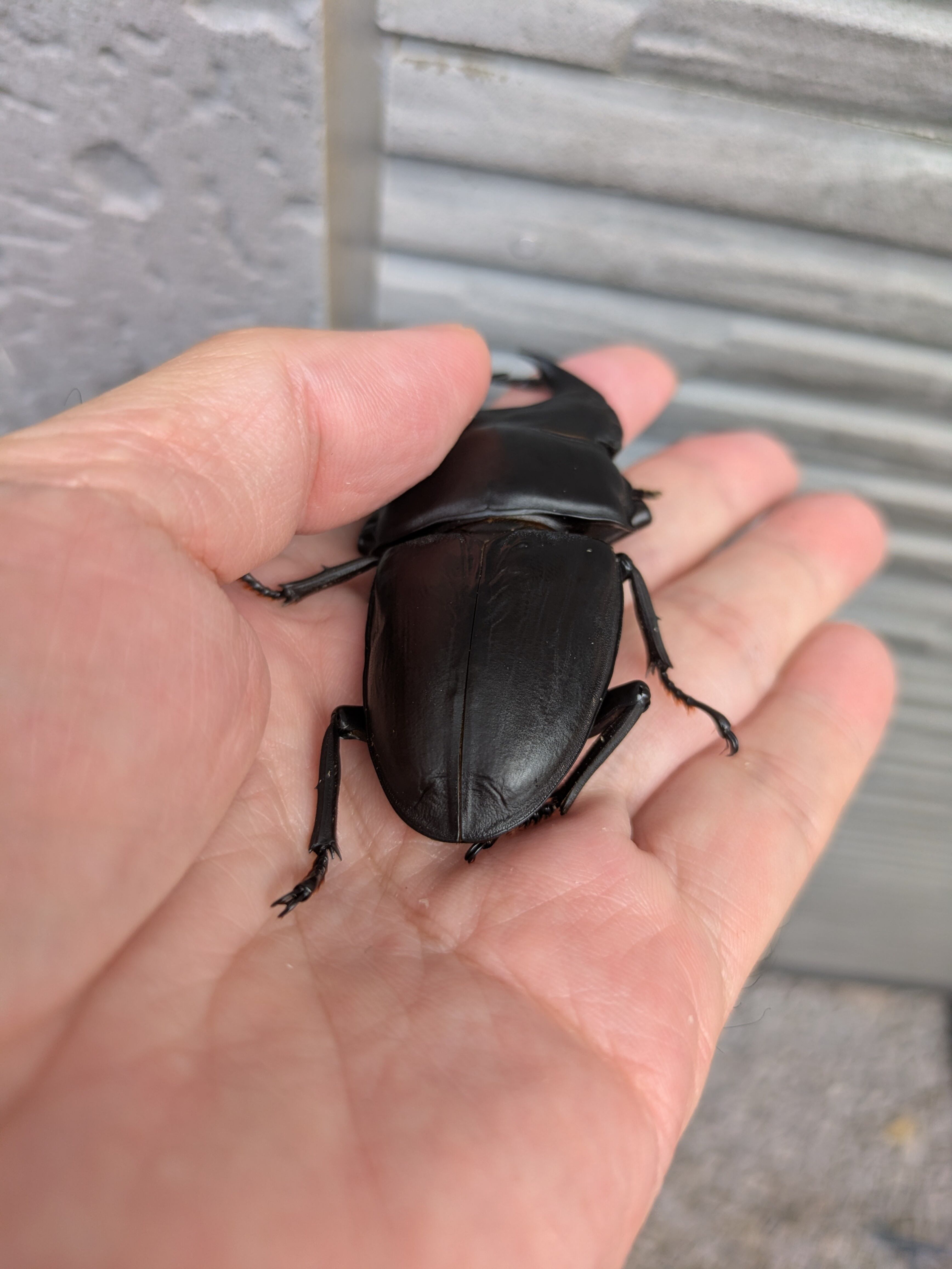 奈良輪川西血統オオクワガタ 2025年新成虫 ♂83.8㍉単品 | takupapa80