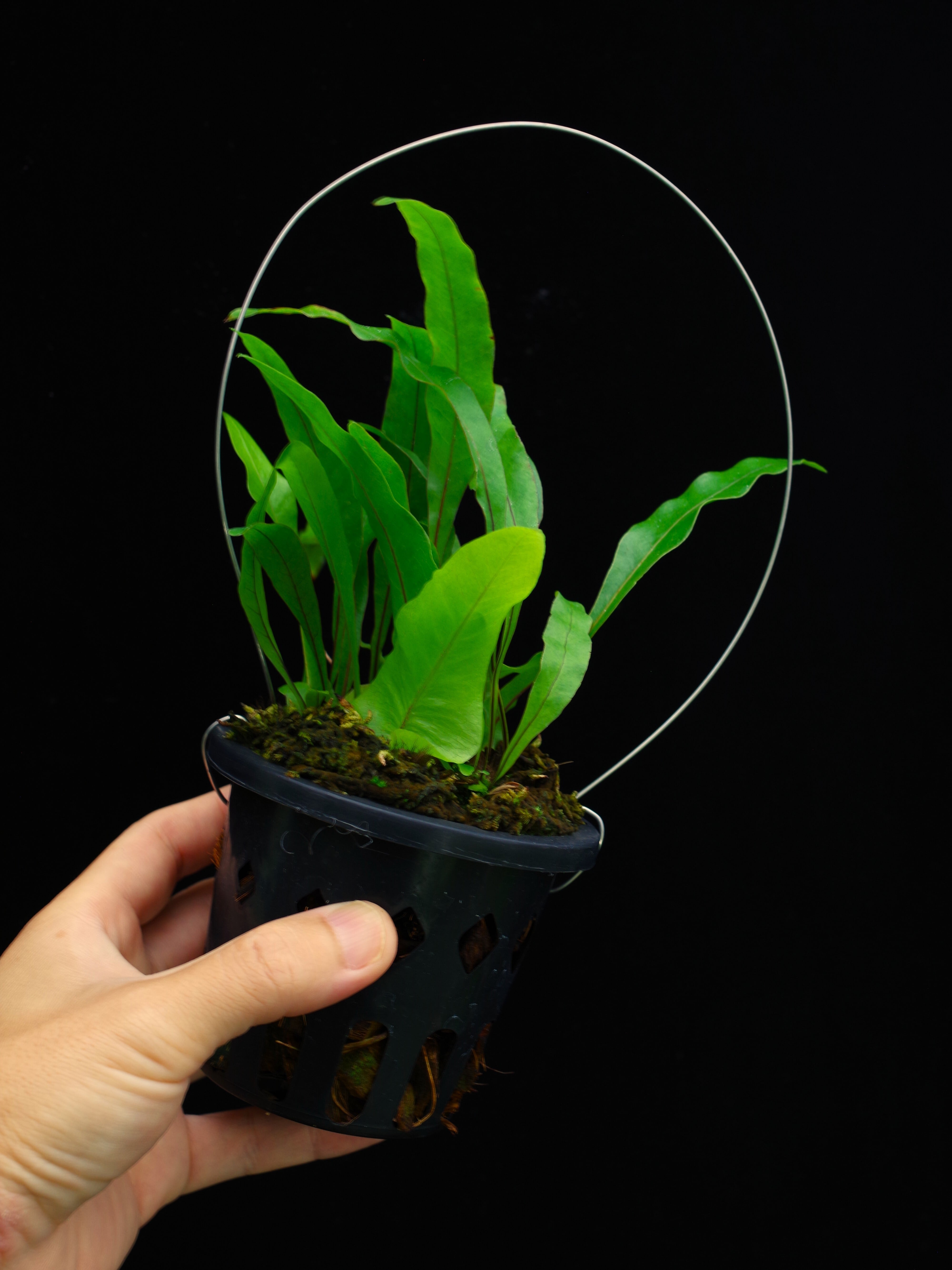 Bucephalandra pubes 