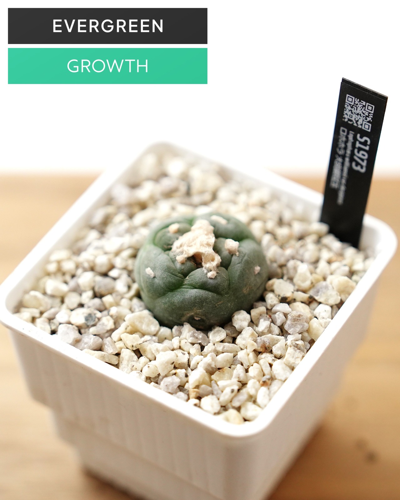 カット苗 ロホホラ 大疣銀冠玉 S Lophophora williamsii var.decipiens