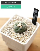 カット苗 ロホホラ 大疣銀冠玉 S Lophophora williamsii var.decipiens