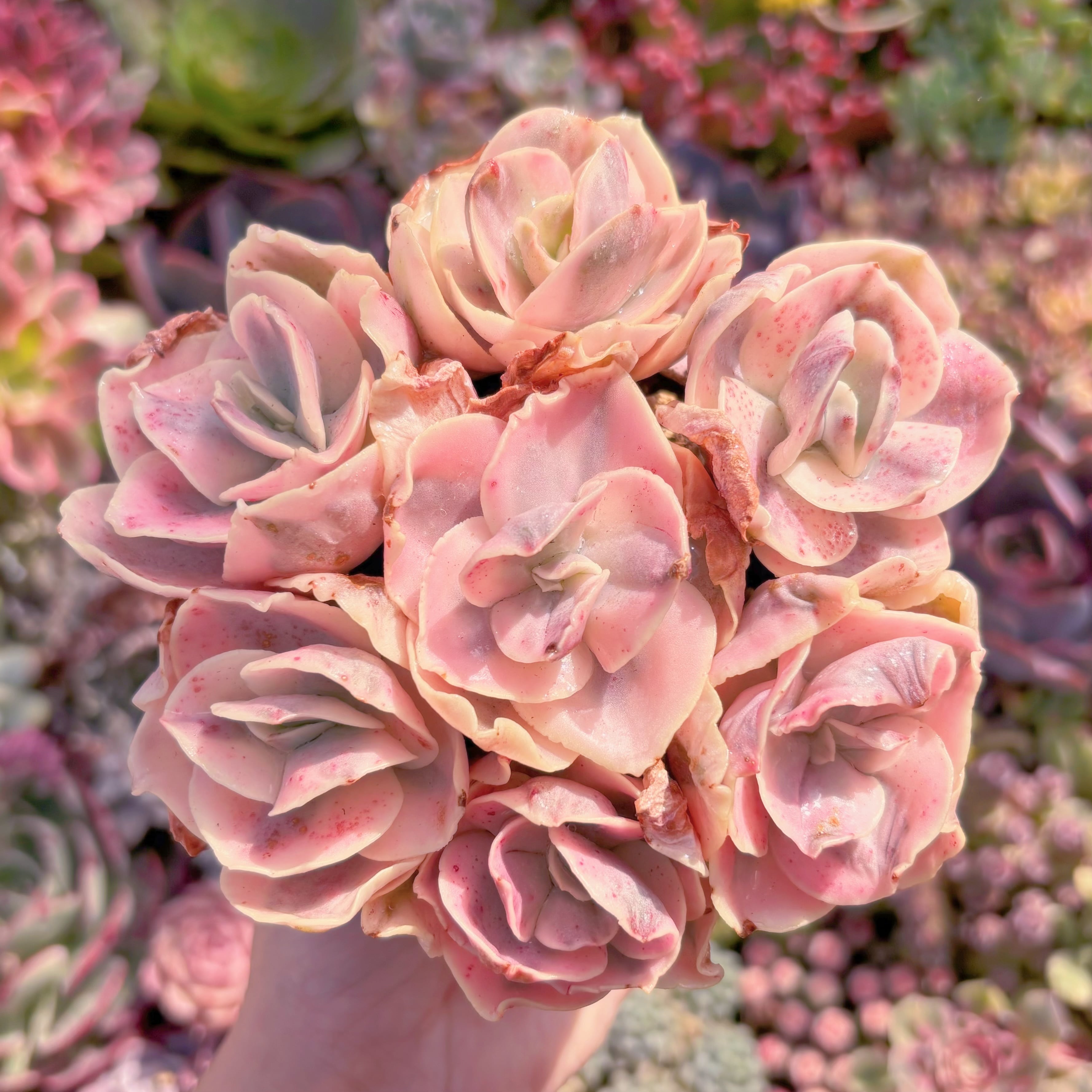 現品　スヨン錦#A034   るる農園