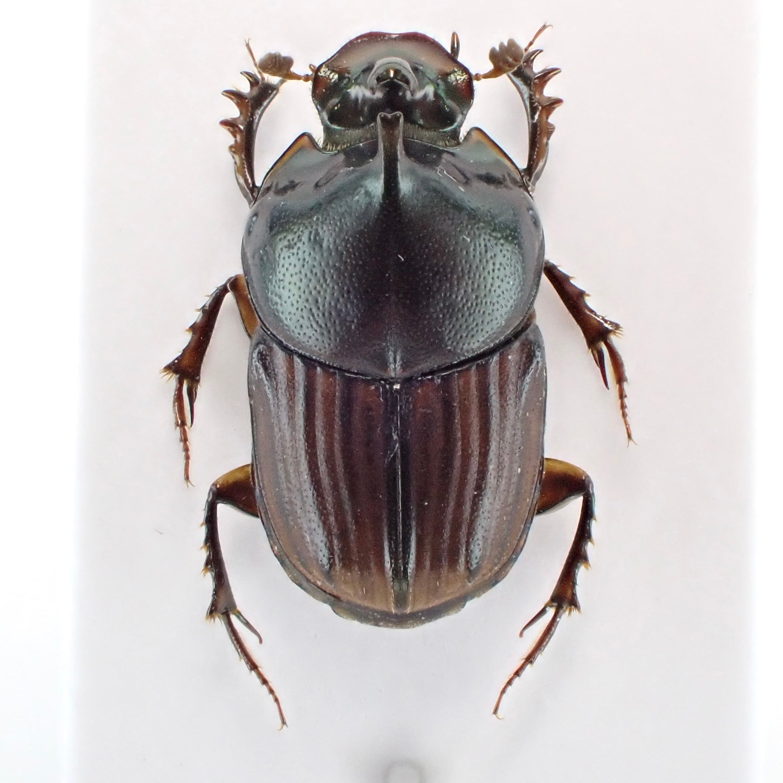 ラオス産 Liatongus vertagus ♂ 9mm | 昆虫標本 Diggers & Rollers