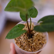 【希少】Anthurium Ace of Spades / アンスリウム エース オブ スペード③