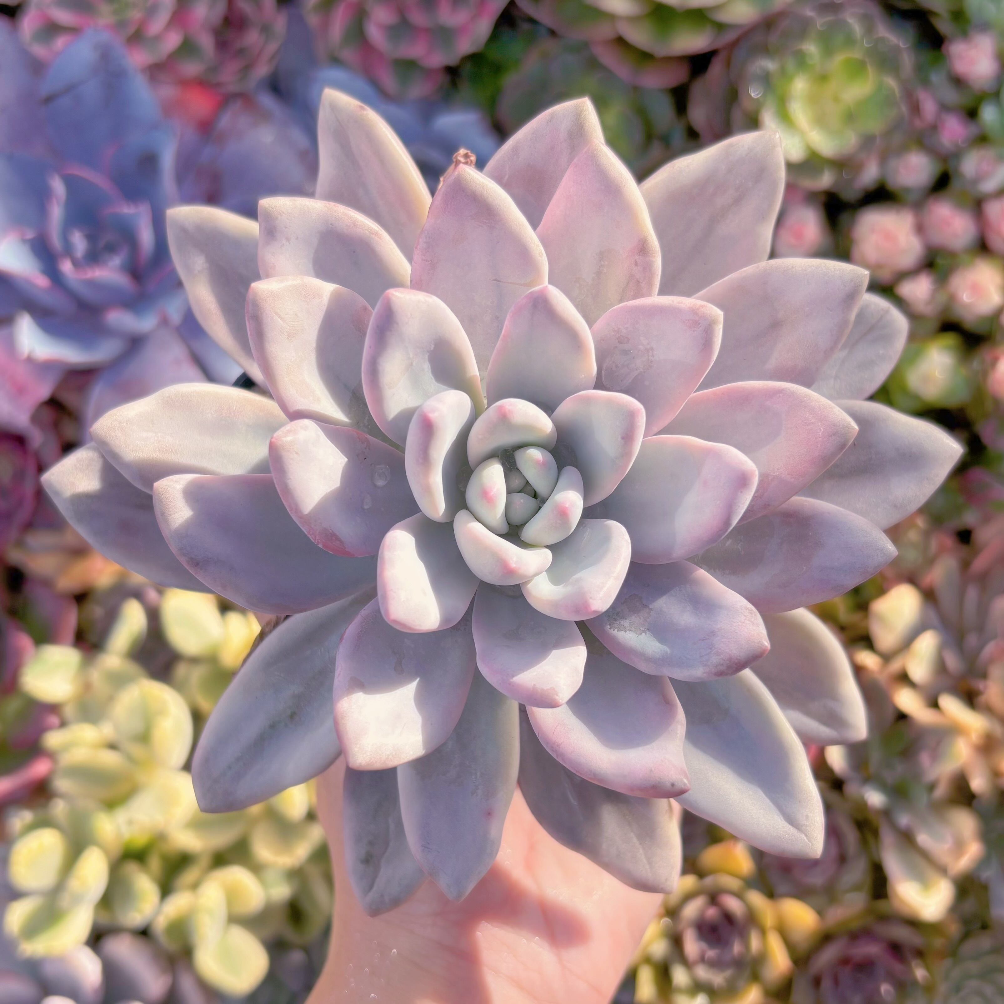 現品　オパリナ錦#291　大苗　るる農園