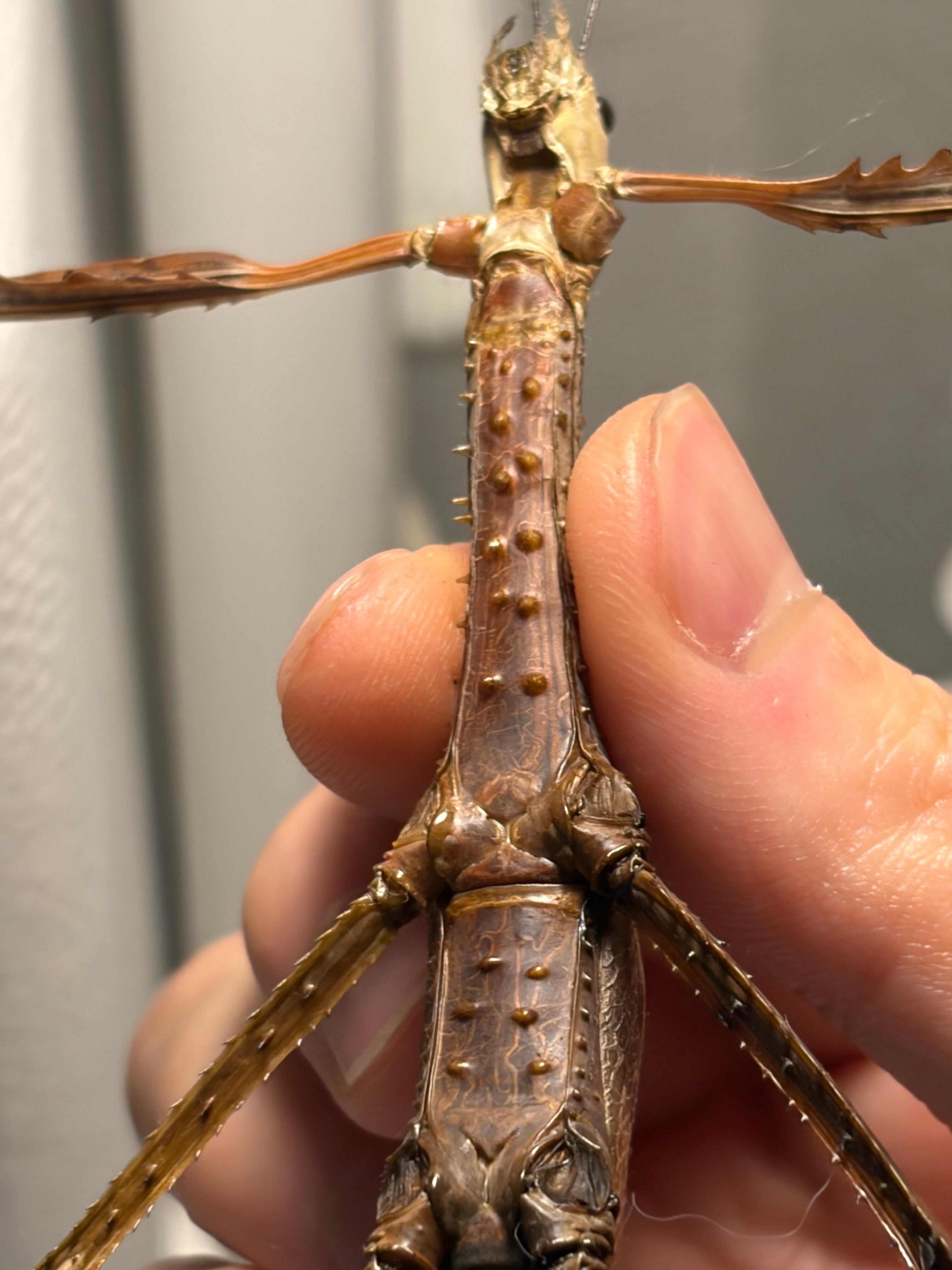 成虫♀】ウルフィングナナフシ コノハムシカマキリマンティスコロギス