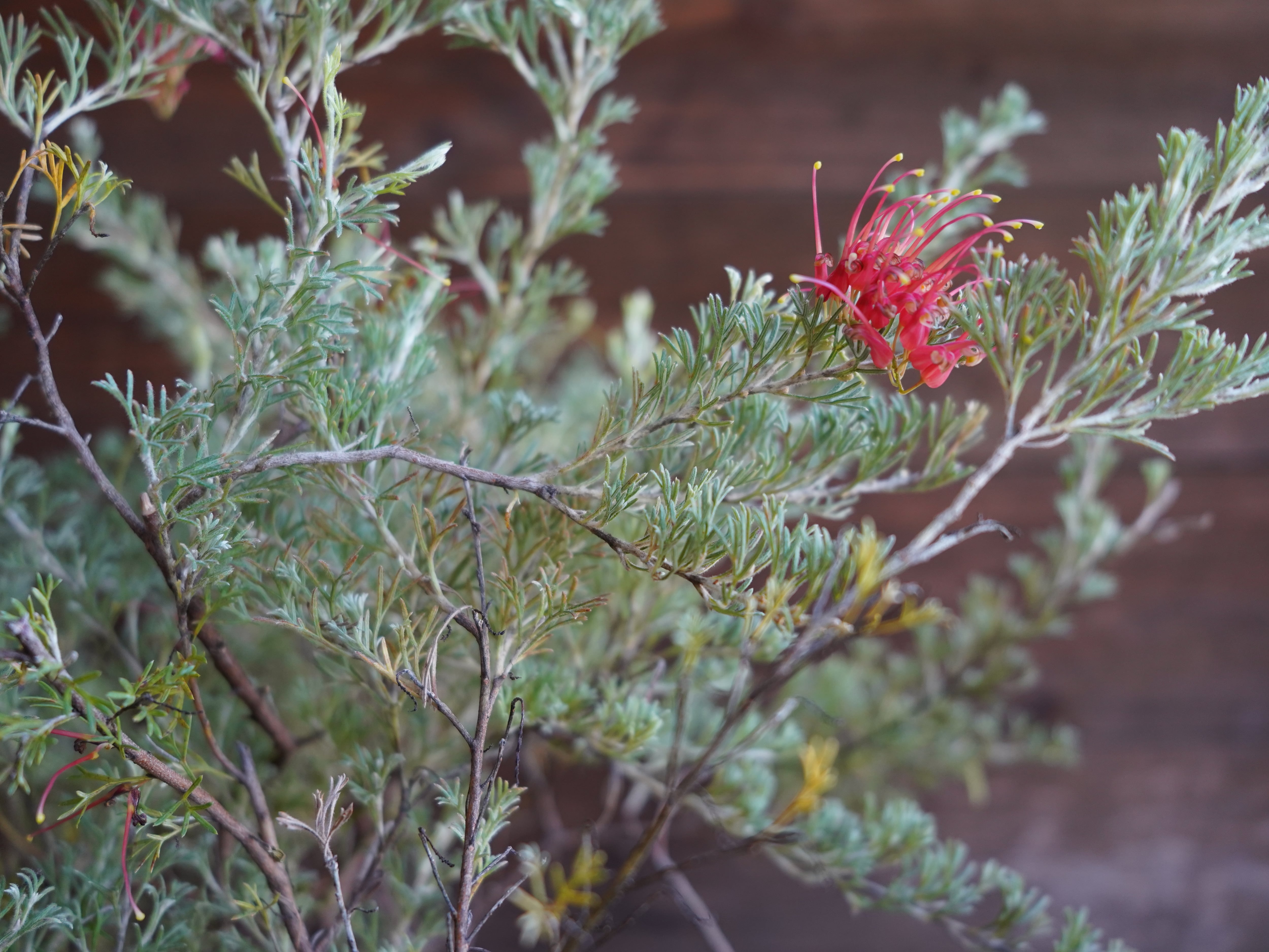 【現物】グレビレア　”マジックランタン”