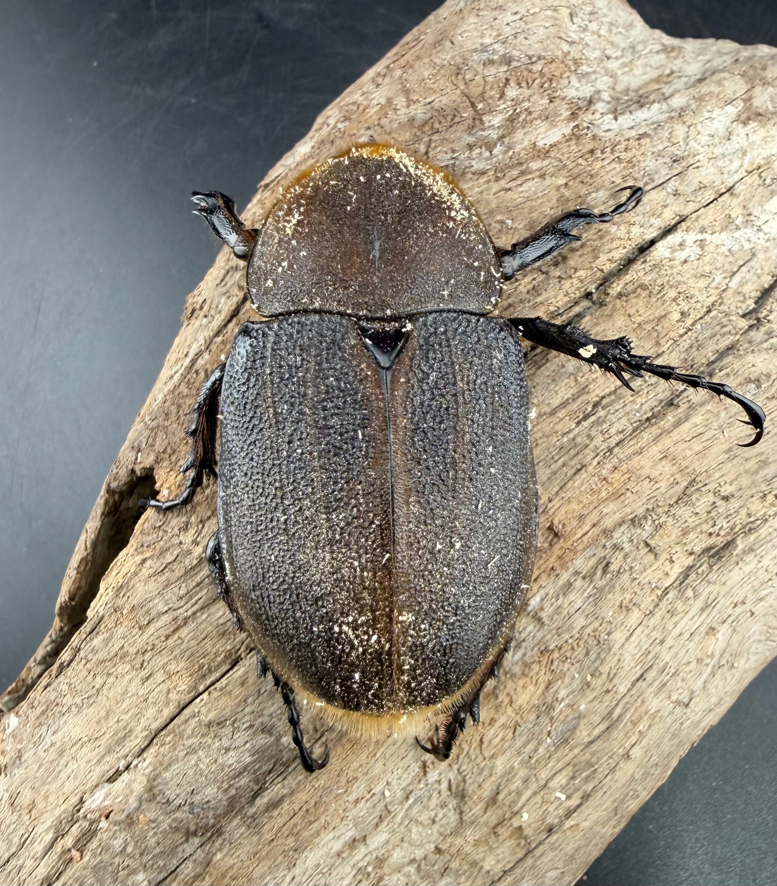 【匿名配送】ヘラクレス様 ヘラクレス・ヘラクレス 71mm ペア》 | KPW公式オンラインショップ