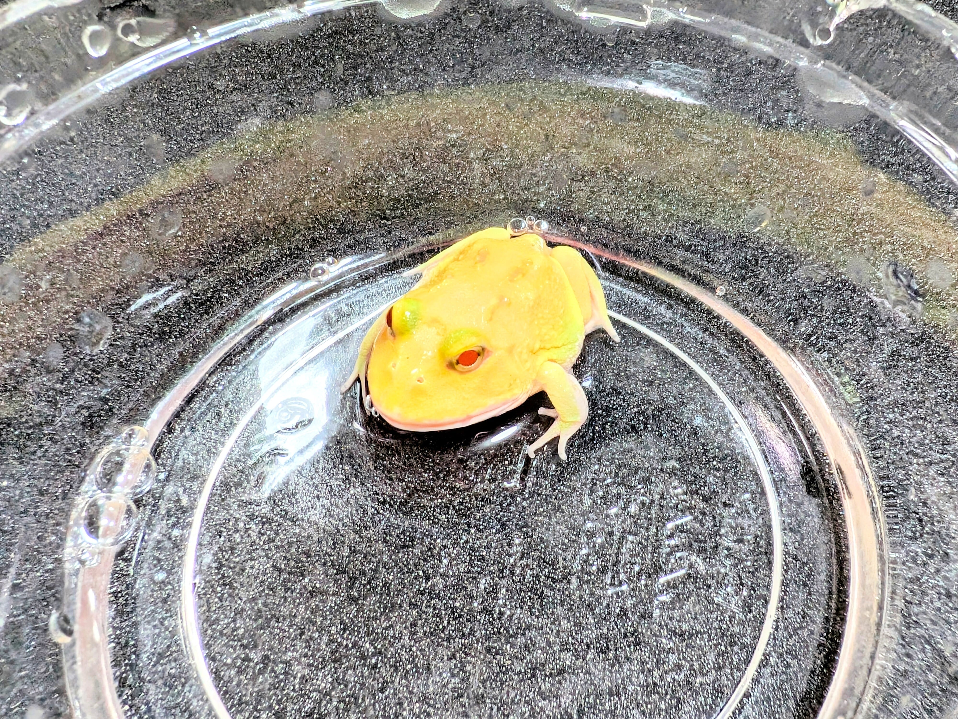 クランウェルツノガエル(スーパーピカチュウ) カエル② | BUG.st クランウェルツノガエル(スーパーピカチュウ) カエル② | BUG.st