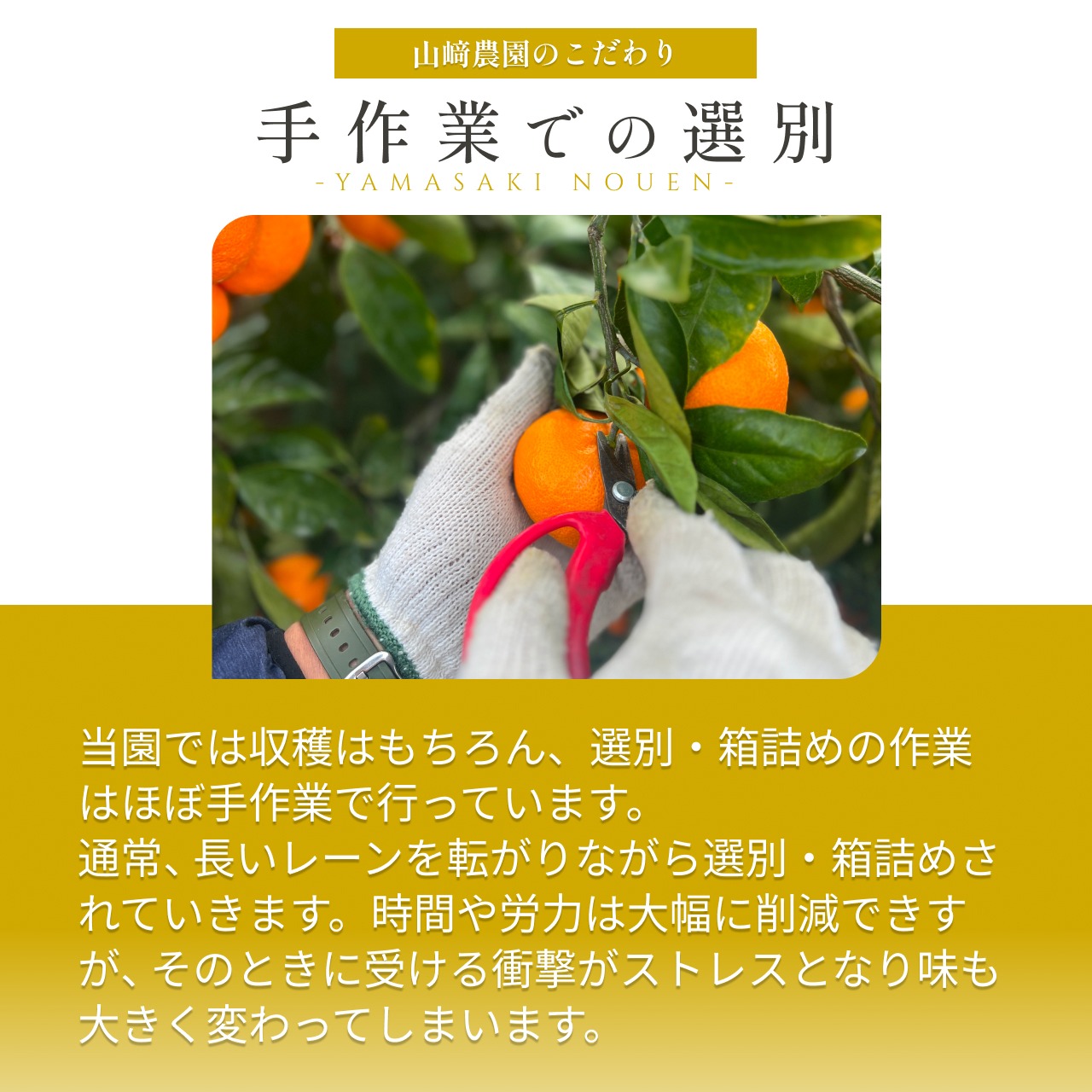 完熟アルギットみかん 約5kg（極早生）
