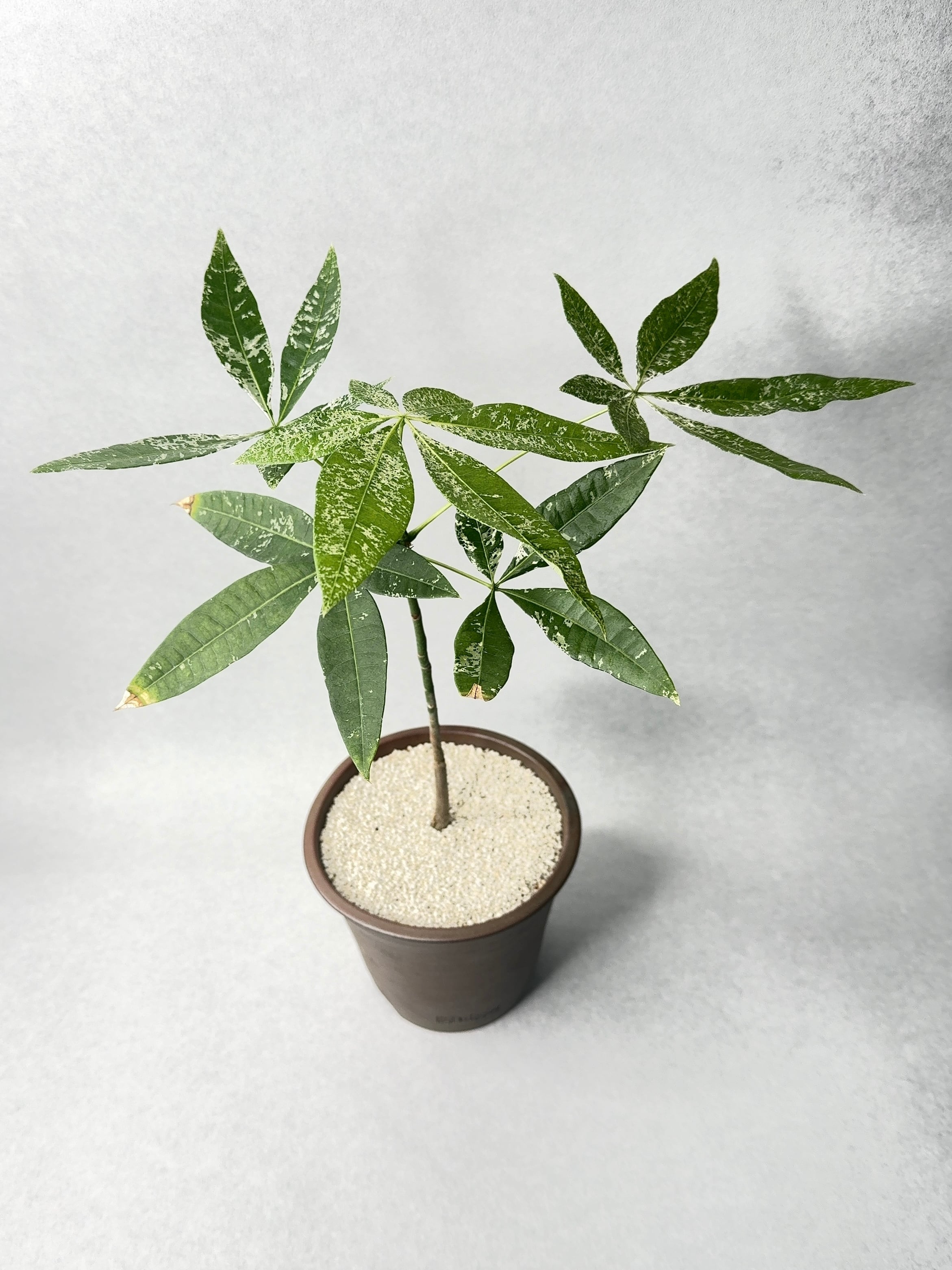 フィカス・ガジュマル | trigger