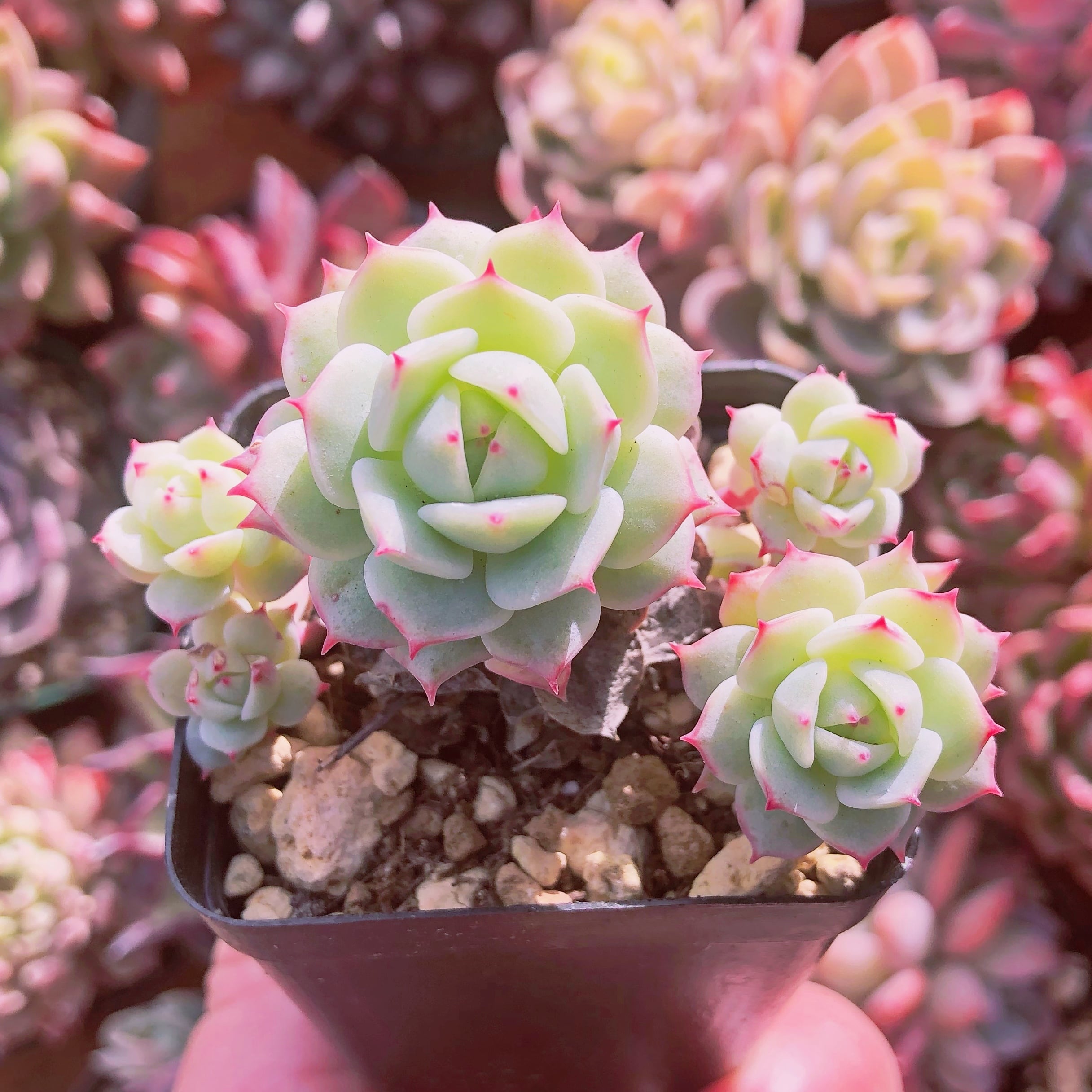 ご確認用　多肉植物　Echeveria 'Vincent Catto' ✖︎静夜