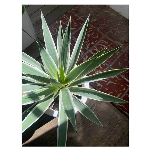 Agave angustifolia 'Marginata'