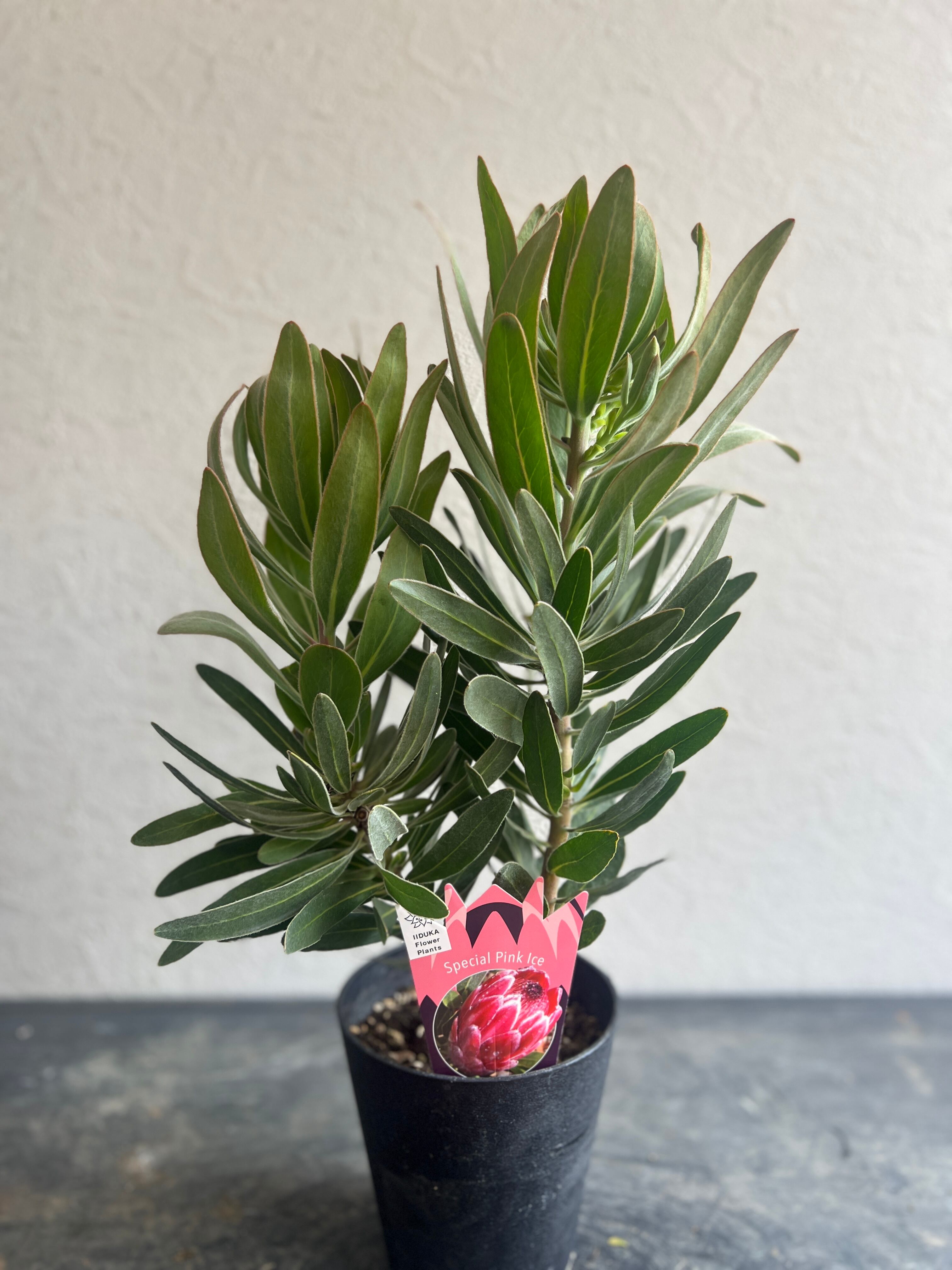 プロテア スペシャルピンクアイス(2F)① | 沼ノ上農園